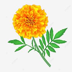 Marigold Clipart, Marigold Illustration, Yellow Marigold Flowers, Spring Season Flowers, Orange Clipart, Flowers Marigold, Asian Prints, Yellow Orange Flowers, Plant Clipart