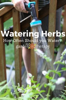 a person holding a water hose in their hand with the words, watering herbs how often should you water garden therapy?