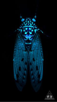 a blue and black insect in the dark with its wings spread out, it's glowing