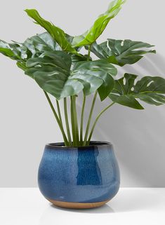 a plant in a blue vase on a white table