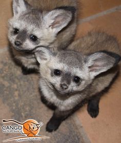 two small gray animals standing next to each other