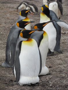 several penguins are standing together on the ground