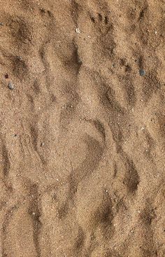 an animal's footprints are seen in the sand