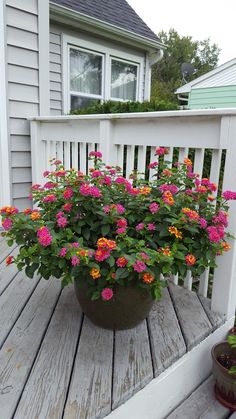 a potted plant with pink and orange flowers on a porch next to a house