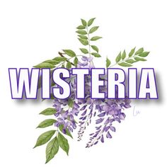 the word wisteria with purple flowers and green leaves