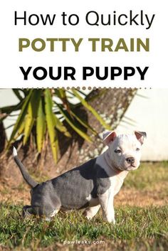 a puppy standing in the grass with text overlay reading how to quickly potty train your puppy