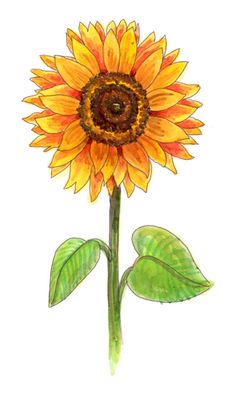 I love sunflowers, they are such happy plants!  Drawing them can be fun & easy, use these directions. Also: here are some fun facts about these gorgeous flowers. Sunflower (Helianthus annuus L.) is one of the few crop species that originated in North America (most originated in the fertile crescent, Asia or South or Central [...] Sunflower Drawing Easy, Sunflower Sketches, Easy Flower Drawings, Sunflower Images, Simple Pictures