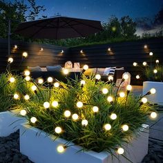 an outdoor area with plants and lights on the ground