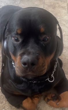 a black and brown dog wearing headphones on the floor in front of a tile floor