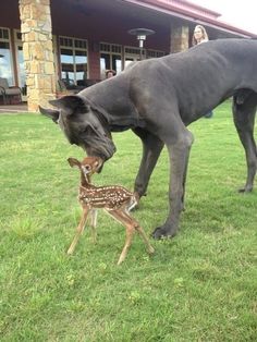 a dog and a baby deer in the grass