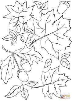 an oak tree branch with leaves and acorns on it, outlined in black and white