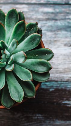 a close up of a plant in a pot on a wooden table with wood planks