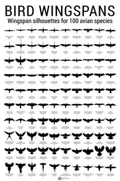 an image of birds flying in the air with different sizes and shapes on them, all black