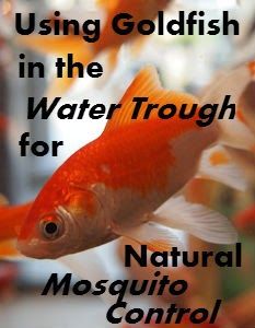 a goldfish in the water through for natural mosquito control with text reading using goldfish in the water through for natural mosquito control