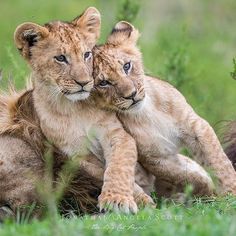 two young lion cubs cuddle together in the grass, with their paws on each other's shoulders