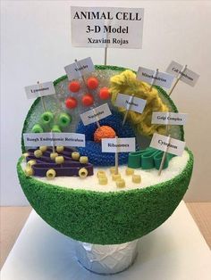 an animal cell model is shown with labels on it's sides and buttons in the middle