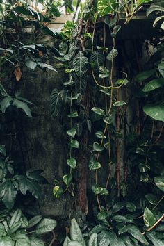 an outdoor shower surrounded by green plants and vines