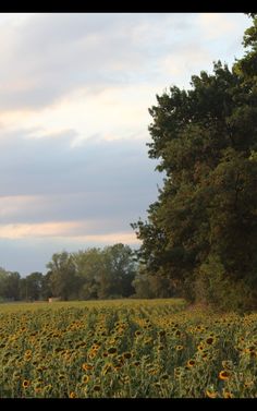 the sunflowers are blooming in the field next to the trees on the other side