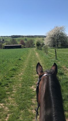 a horse is walking down a dirt path in the middle of an open grassy field