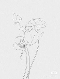 an ink drawing of two flowers on white paper