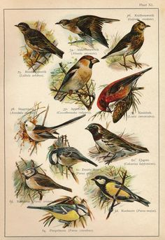 an old book with different kinds of birds on it