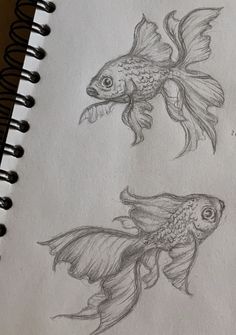 pencil drawing of two goldfish in different stages of development