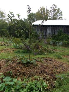 an apple tree is in the middle of a yard with lots of grass and dirt