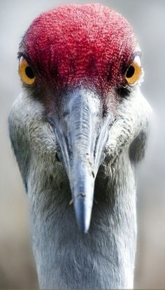 a close up of a bird with a red head and yellow eyes looking at the camera