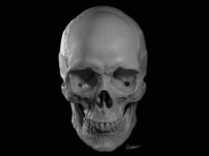 an image of a human skull in black and white with only the lower jaw visible