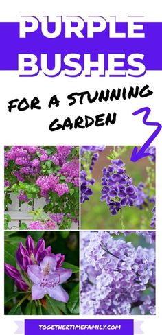 purple bushes for a stunning garden with pictures of flowers and plants in the background