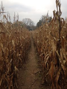 a dirt path between two rows of dead corn stalks