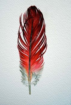 a watercolor painting of a red feather