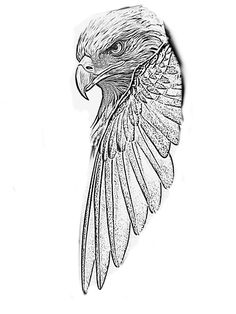 a drawing of a bird flying in the air with its wings spread out and it's head tilted back