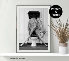 a black and white photo of a giraffe leaning over a toilet with its legs crossed