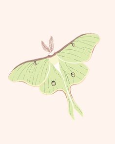 a large green butterfly sitting on top of a pink wall