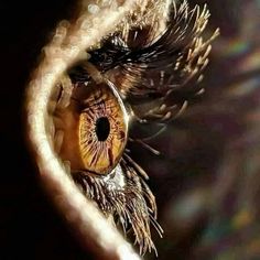 an owl's eye is seen through the lens