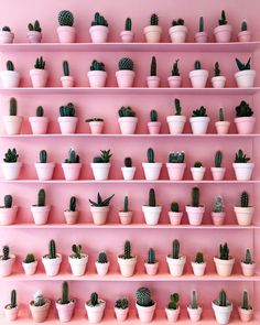 a pink shelf filled with lots of different kinds of cactus in potted plant pots