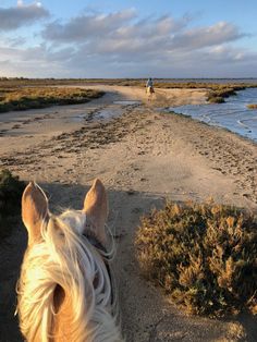 the back end of a horse's head as it walks down a path near water