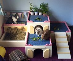 two rabbits are sitting in their cages on the floor next to some hay and plants