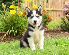 a black and white husky dog sitting in the grass with flowers behind it's head