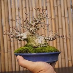 a small bonsai tree in a blue pot with moss growing on it's side