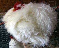 a close up of a chicken in a cage