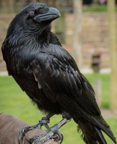 a large black bird perched on top of someone's hand