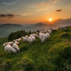 a herd of sheep grazing on top of a lush green hillside