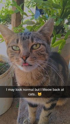 a cat sitting on the ground next to a potted plant and saying, i may look normal but i meow back at cats