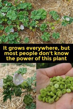 there are pictures of plants growing out of the ground and in someone's hand that says it grows everywhere, but most people don't know the power of this plant