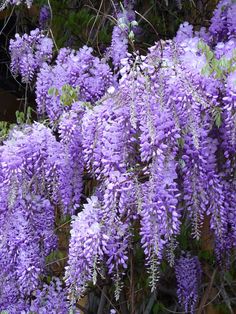 purple flowers are blooming on the tree