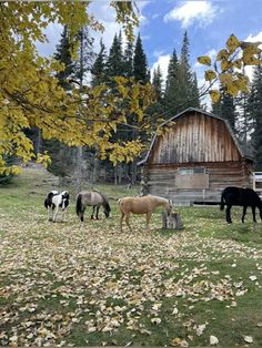 several horses grazing in the grass near a barn and trees with yellow leaves on it