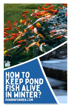 Article about keeping pond fish alive during winter, covering essential methods for maintaining a healthy pond environment.

Winter pond fish care, Pond fish survival tips, Winter pond maintenance, Pond heating methods