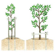 two trees with green leaves are shown in the same image, and one is growing out of